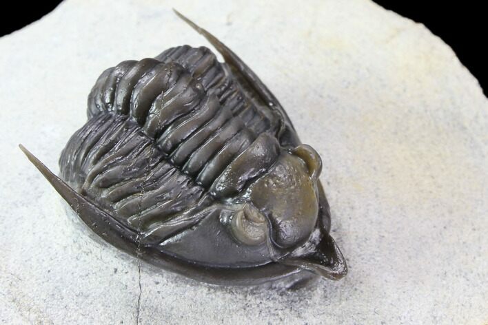 Nicely Prepared, Diademaproetus Trilobite - Ofaten, Morocco #86385